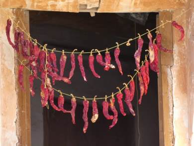 line of red peppers drying in the sun