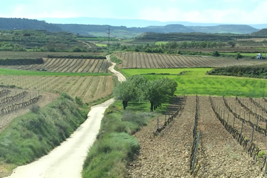 lovely dirt road amongst vineyards