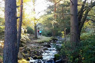 walking in valsain woodland